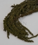 AMARANTHUS STABILIZZATO