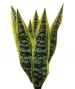 SANSEVERIA ARTIFICIALE PICK