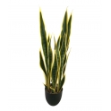 SANSEVERIA ARTIFICIALE