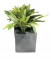 DRACAENA BUSH ARTIFICIALE