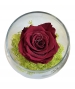 GLASS POT CON ROSA STABILIZZATA