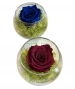 GLASS POT CON ROSA STABILIZZATA