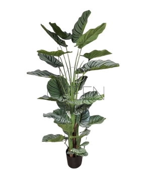 AGLAONEMA ARTIFICIALE