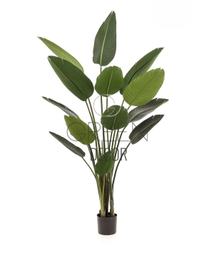 STRELIZIA ARTIFICIALE