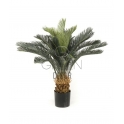 CYCAS ARTIFICIALE