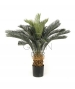 CYCAS ARTIFICIALE