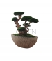 BONSAI STABILIZZATO PERSONALIZZATO
