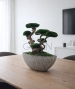 BONSAI STABILIZZATO PERSONALIZZATO