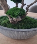 BONSAI STABILIZZATO PERSONALIZZATO
