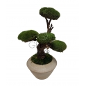 BONSAI STABILIZZATO 