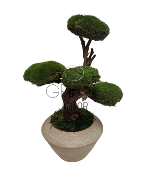BONSAI STABILIZZATO 
