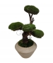 BONSAI STABILIZZATO PERSONALIZZATO