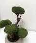 BONSAI STABILIZZATO PERSONALIZZATO