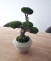 BONSAI STABILIZZATO PERSONALIZZATO