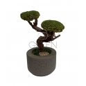 BONSAI STABILIZZATO 