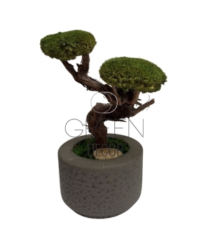 BONSAI STABILIZZATO 