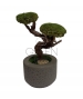 BONSAI STABILIZZATO PERSONALIZZATO