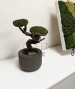 BONSAI STABILIZZATO PERSONALIZZATO