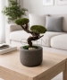 BONSAI STABILIZZATO PERSONALIZZATO