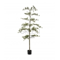 BUCIDA ARTIFICIALE 175 CM