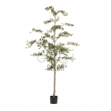 BUCIDA ARTIFICIALE 210 CM