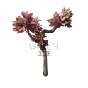 ALBERO CROTON