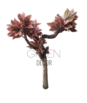 ALBERO CROTON