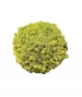 SFERA IN LICHENE STABILIZZATO