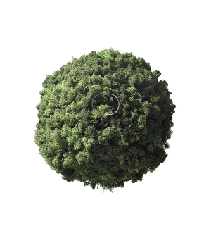 SFERA IN LICHENE STABILIZZATO