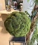 SFERA IN POLEMOSS STABILIZZATO
