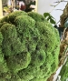 SFERA IN POLEMOSS STABILIZZATO