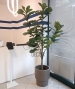 FICUS LYRATA ARTIFICIALE
