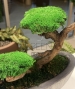 BONSAI STABILIZZATO PERSONALIZZATO