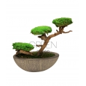 BONSAI STABILIZZATO 