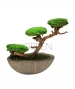 BONSAI STABILIZZATO PERSONALIZZATO