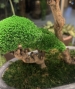 BONSAI STABILIZZATO PERSONALIZZATO