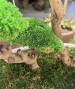 BONSAI STABILIZZATO PERSONALIZZATO