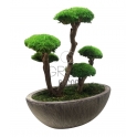 BONSAI STABILIZZATO