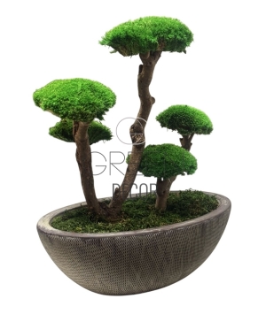 BONSAI STABILIZZATO