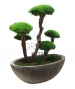 BONSAI STABILIZZATO PERSONALIZZATO