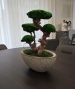BONSAI STABILIZZATO PERSONALIZZATO