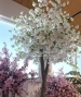 ALBERO PERSONALIZZATO PESCO GIAPPONESE