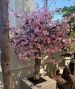ALBERO PERSONALIZZATO PESCO