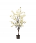 ALBERO DI CILIEGIO BIANCO