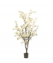 ALBERO DI CILIEGIO BIANCO