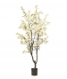 ALBERO DI CILIEGIO BIANCO
