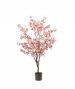 ALBERO DI CILIEGIO ROSA
