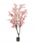 ALBERO DI CILIEGIO ROSA