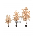 ALBERO DI CILIEGIO PESCA