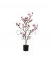 ALBERO DI MAGNOLIA ROSA